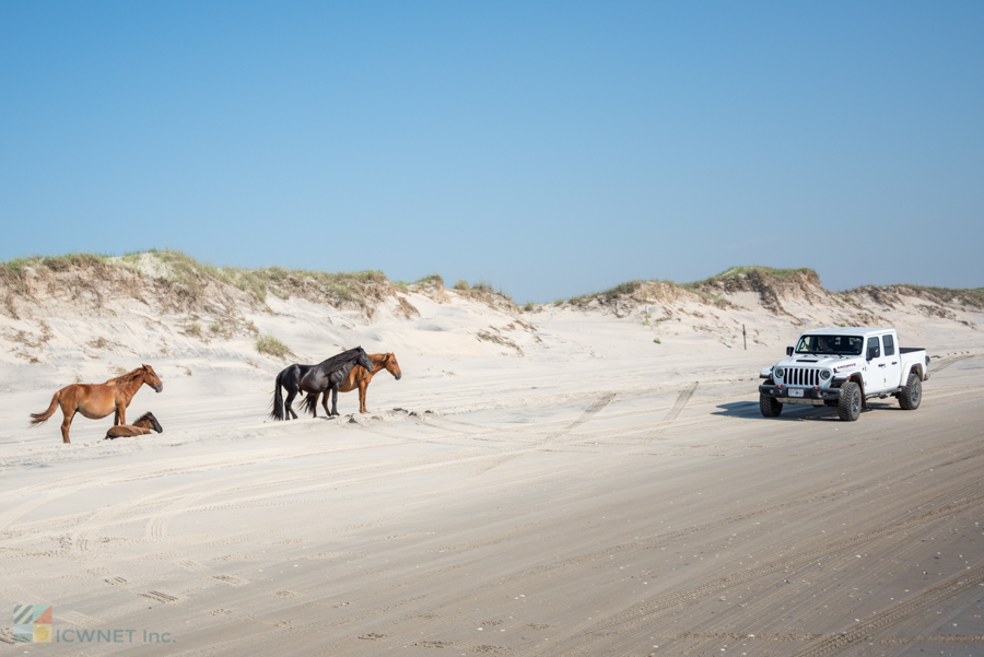 Corolla 4x4 Beach and wild horses