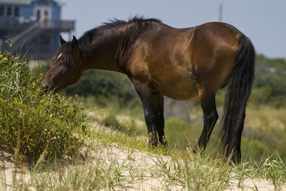 Outer Banks, NC