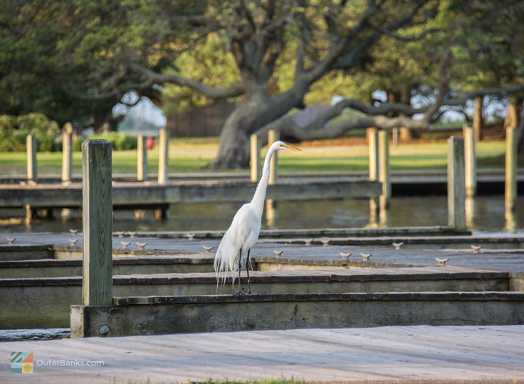 A crane at Historic Corolla Park