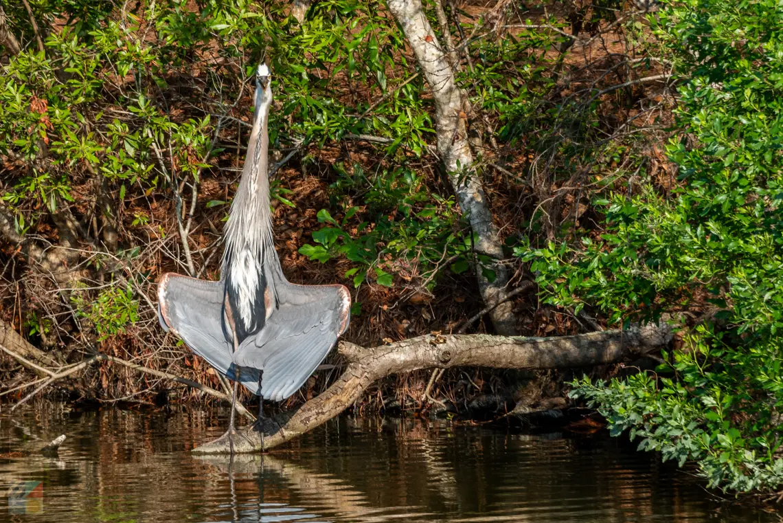 James Island County Park, SC