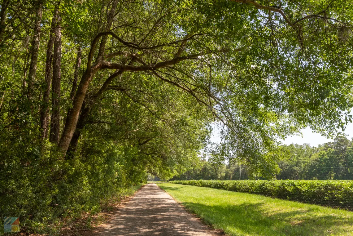 Charleston Tea Garden