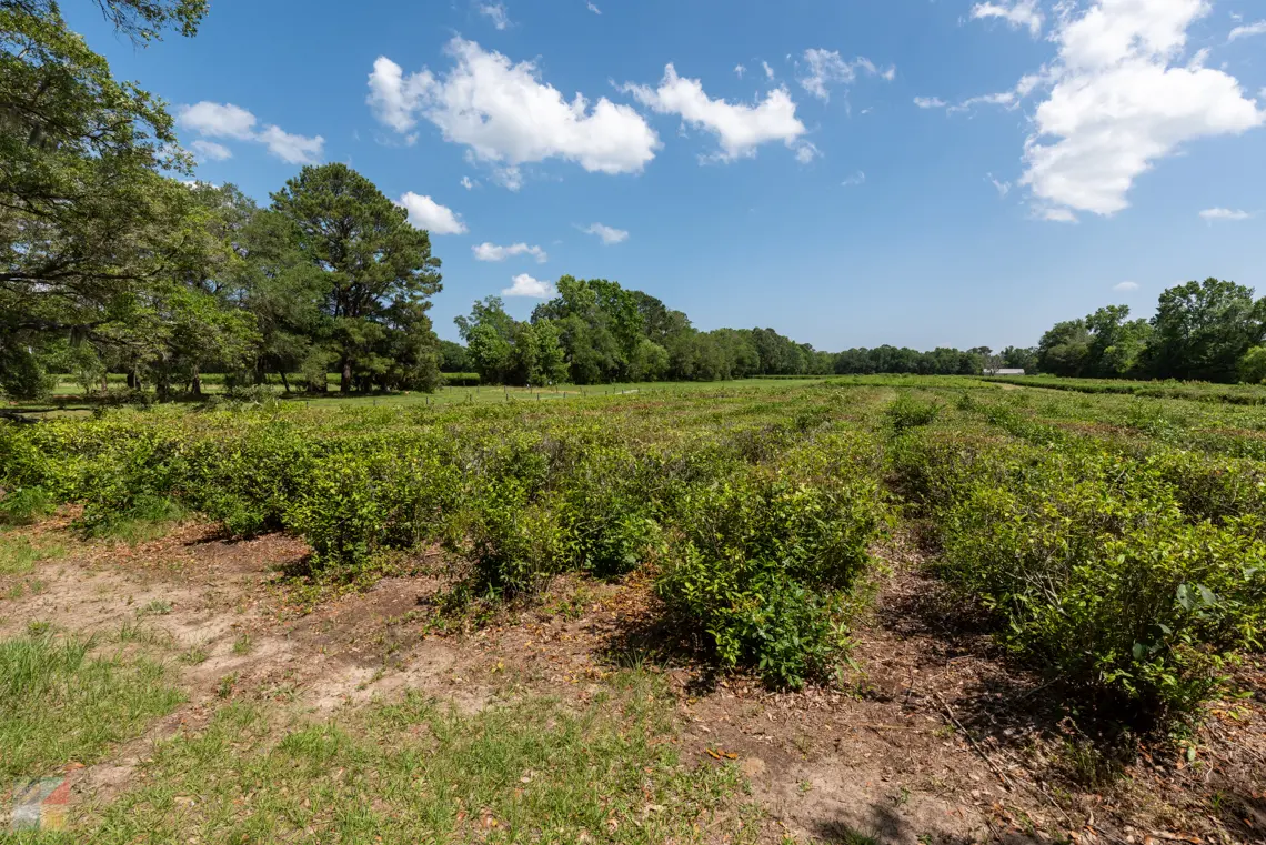 Charleston Tea Garden