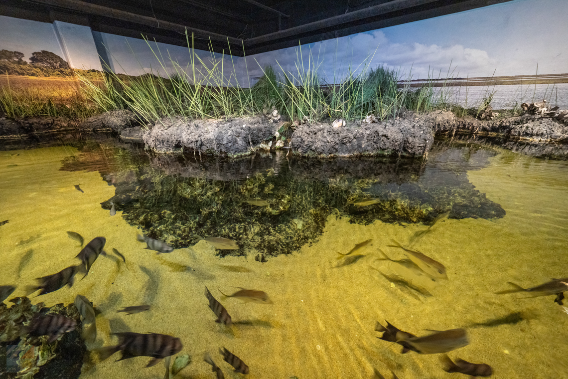 NC Aquarium Fort Fisher
