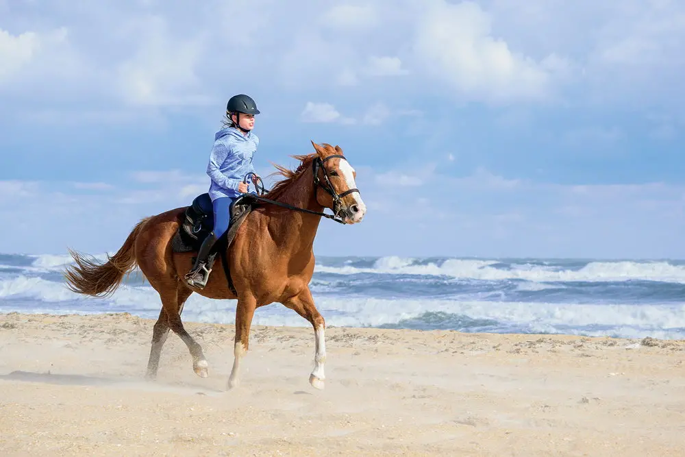 Equine Adventures horseback beach tour