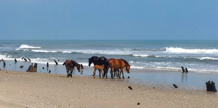 Bob's Wild Horse Adventure Tours
