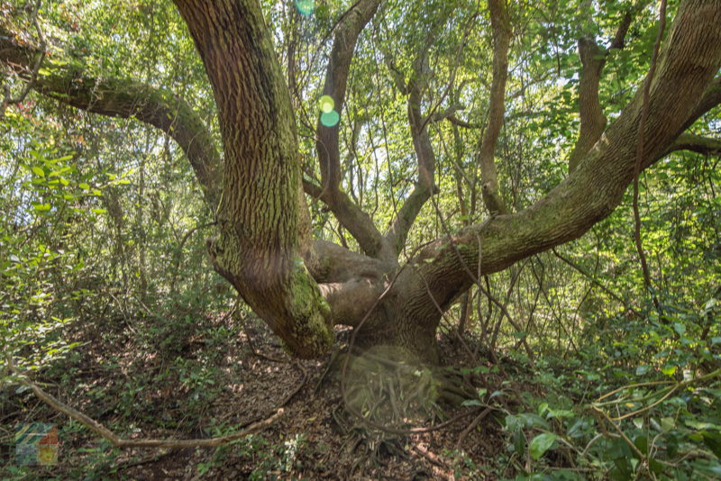 Hoop Pole Creek Nature Trail