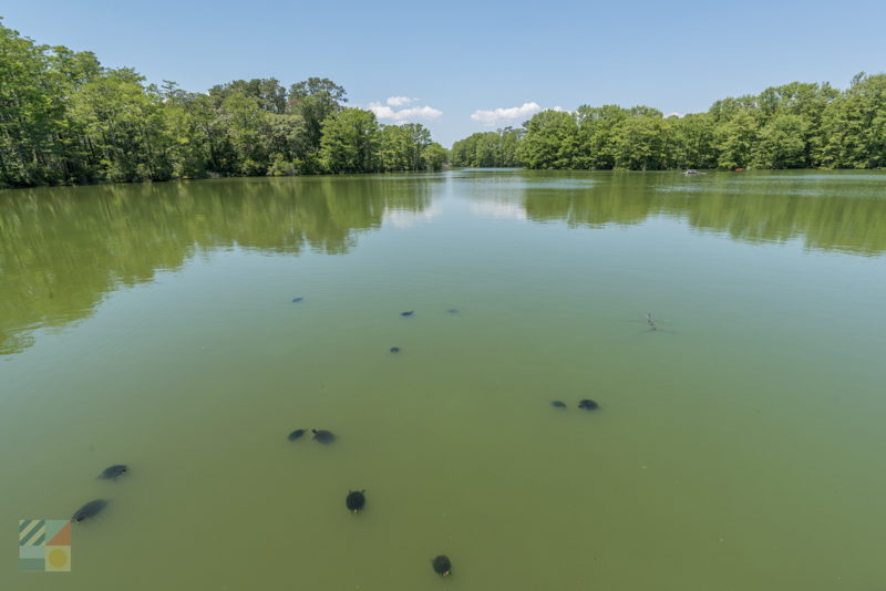 Greenfield Lake Park in Wilmington NC