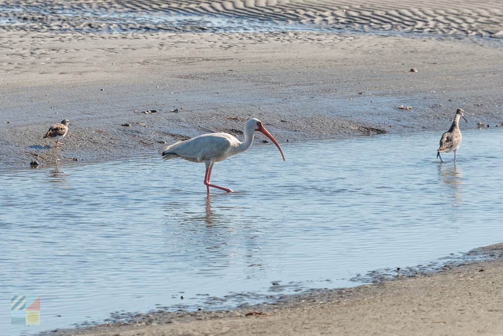 Locals on the Shackleford Banks