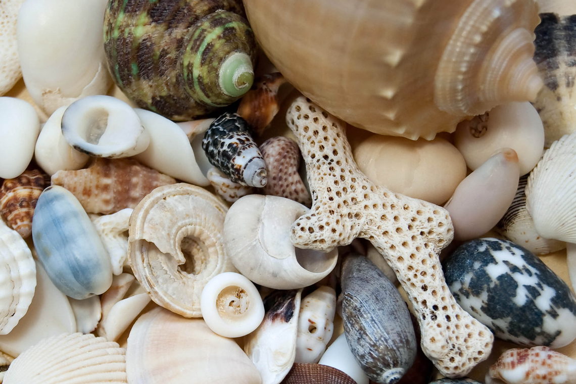 Beaufort, NC Shelling