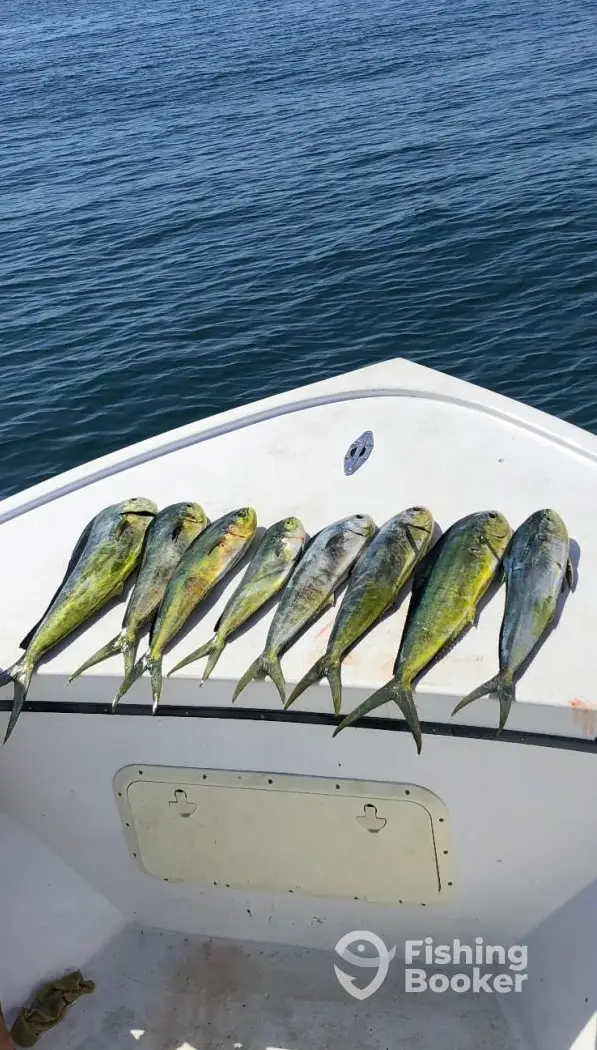 Wet Kitty Charters – High Water Adventure charter image 6