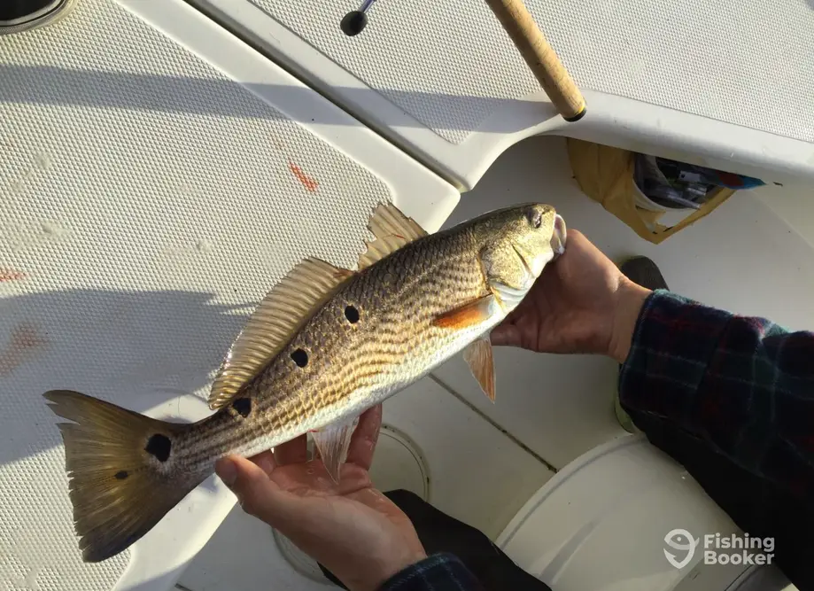Any Tide Fishing charter image 3