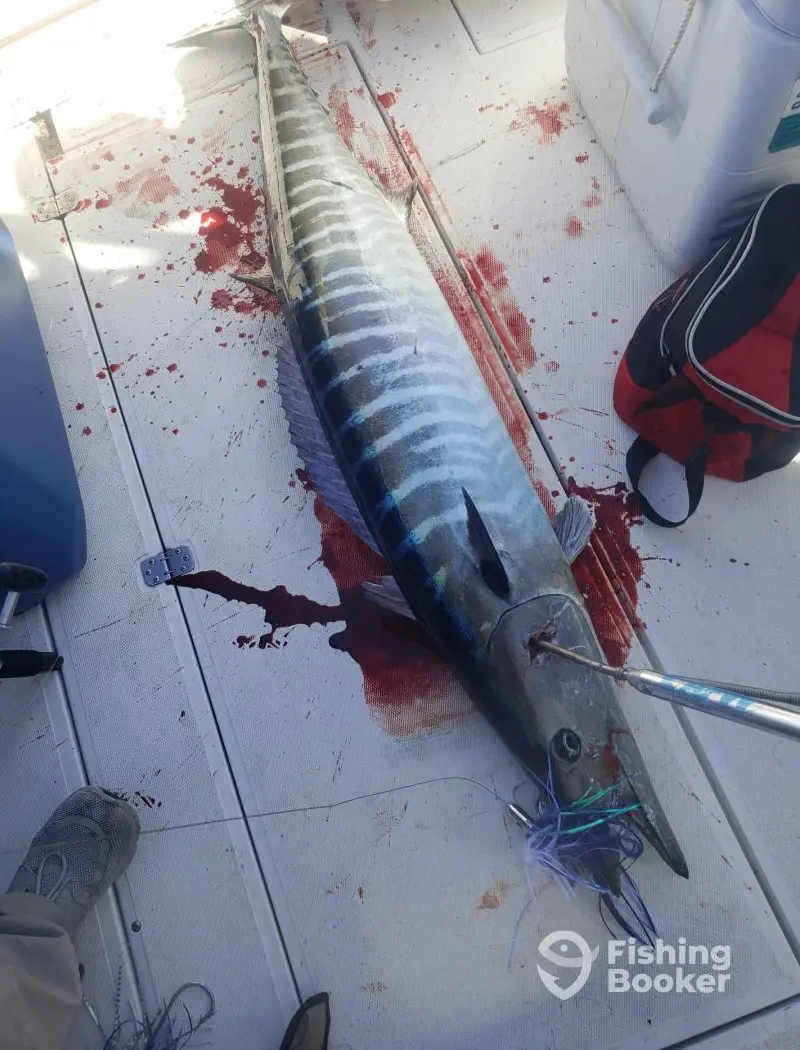 Flying Fish Charters SC charter image 3