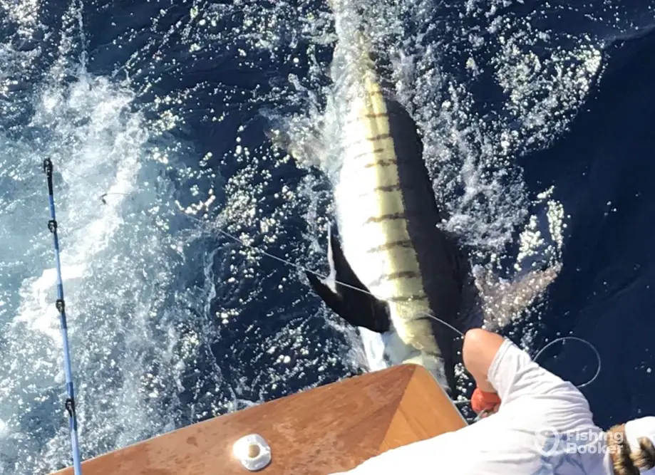 Blue Chip Sportfishing charter image 3