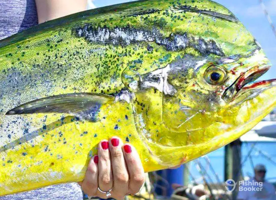Miss Nell Sportfishing charter image 4