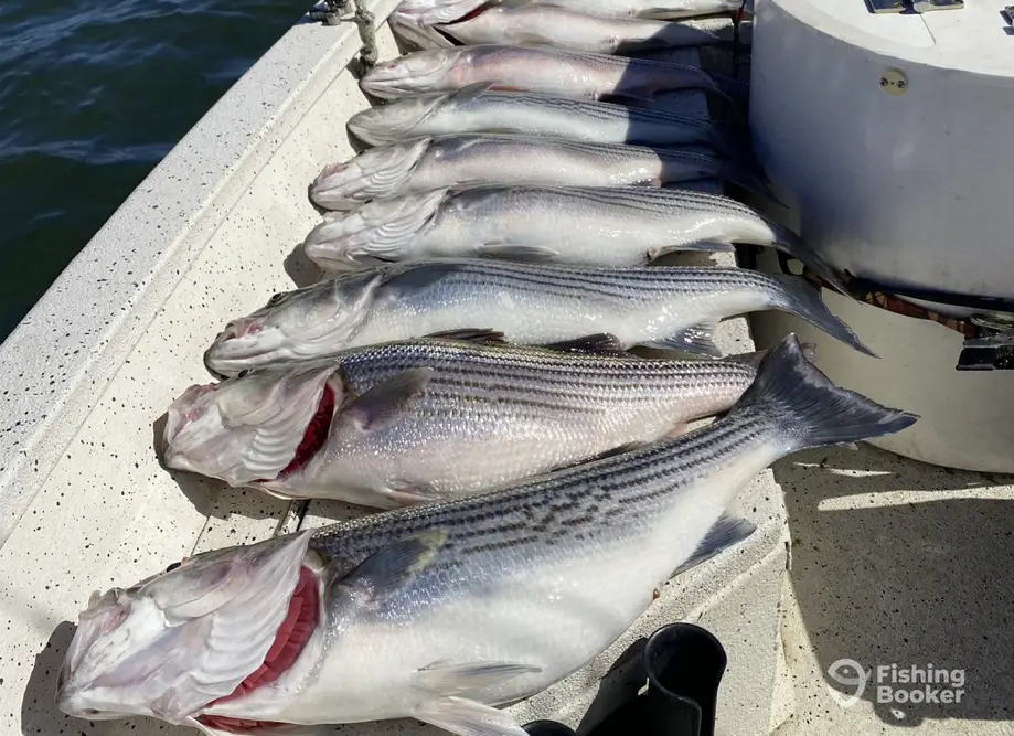 Fogman Fisheries LLC charter image 4