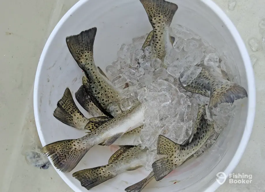 Beau Dempsey's Fishing Charters charter image 4