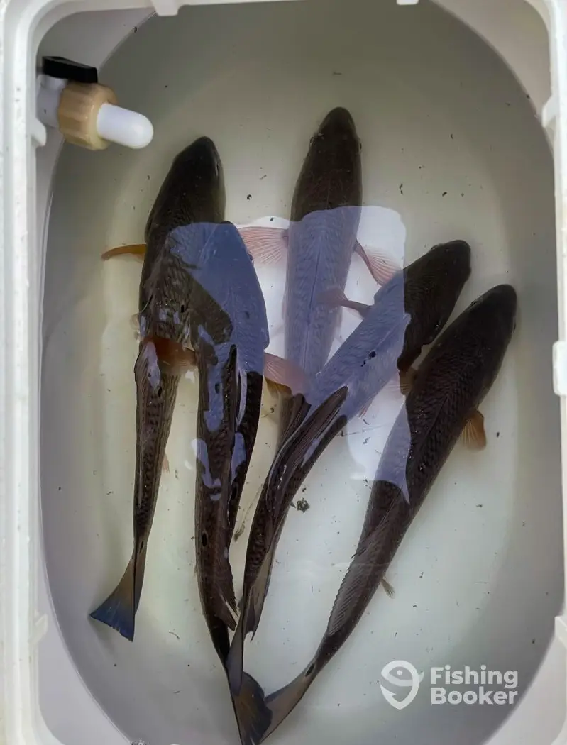 Reel Native Fishing Charters charter image 3