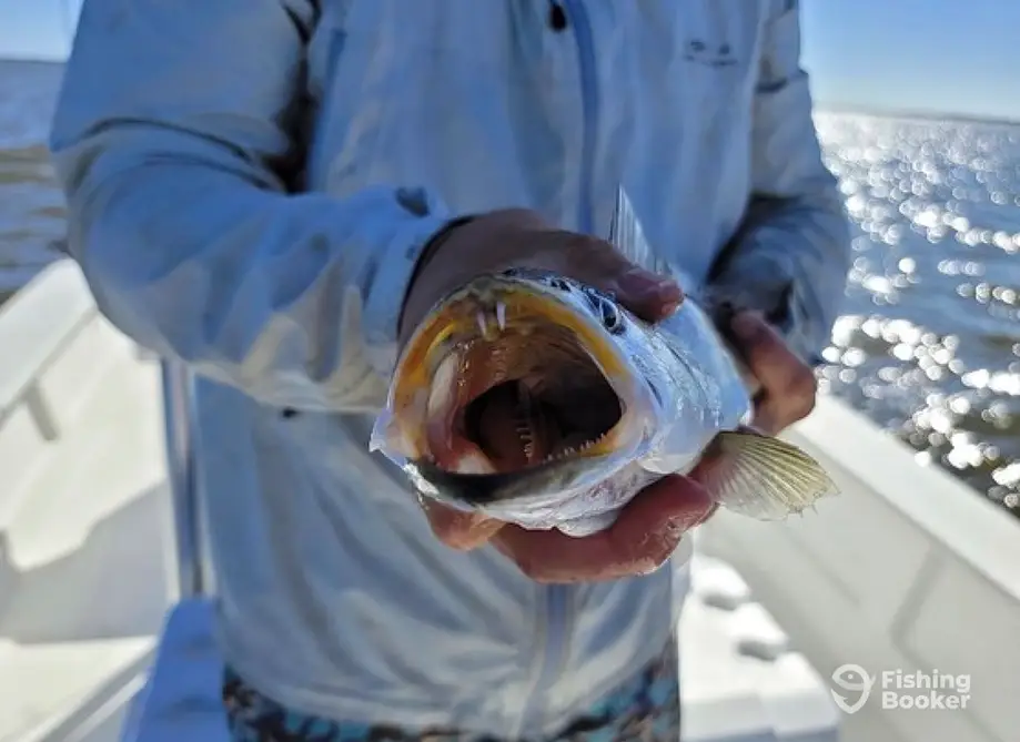 Sportsman’s Paradise Adventures – Corolla charter image 3