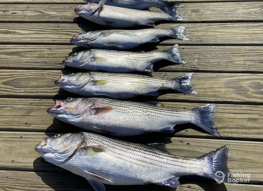 Rod Bendin Guide Service charter image 3