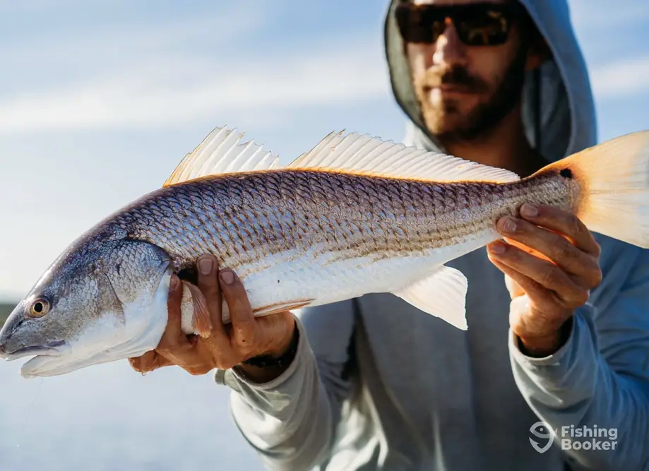 Ace Outdoors Charleston