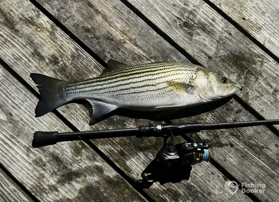 Tidal Pursuits Fishing LLC charter image 4