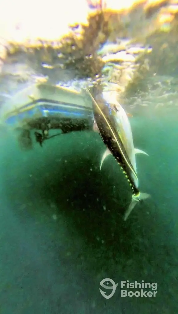 Roanoke Sportfishing charter image 6