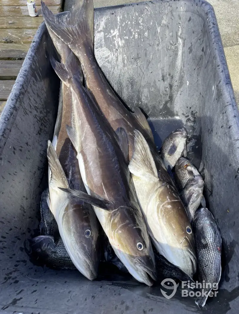 Sea Reaper Sportfishing charter image 4