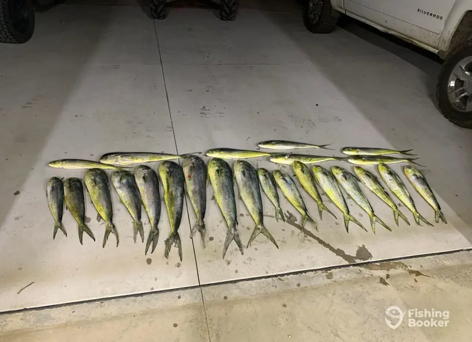 Bluewater Deep Sea Fishing charter image 3