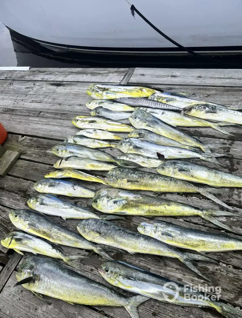 Bluewater Deep Sea Fishing charter image 5