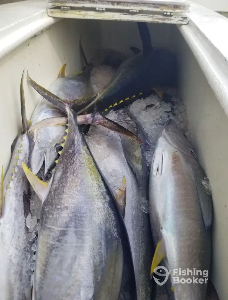 Doghouse Sportfishing charter image 3