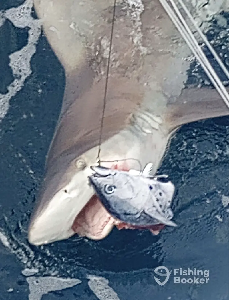 Fish Advisor - Wanchese charter image 3