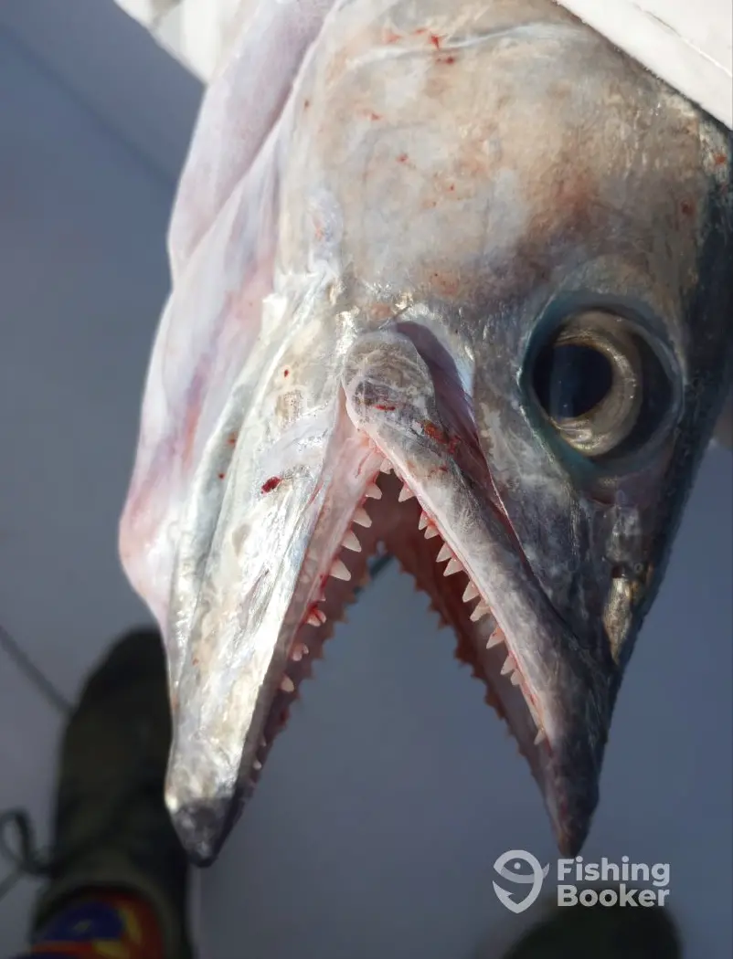 Fish Advisor - Wanchese charter image 4
