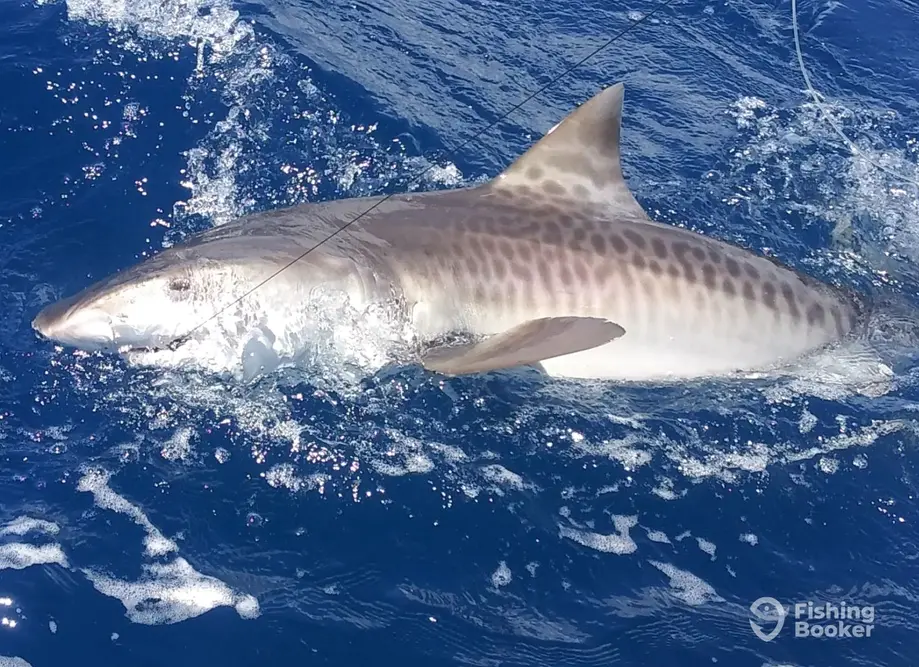 Fish Advisor - Wanchese charter image 6