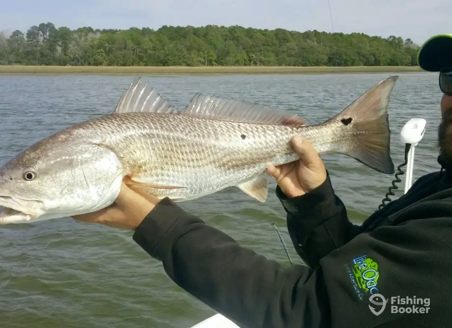 A Live One charter image 3
