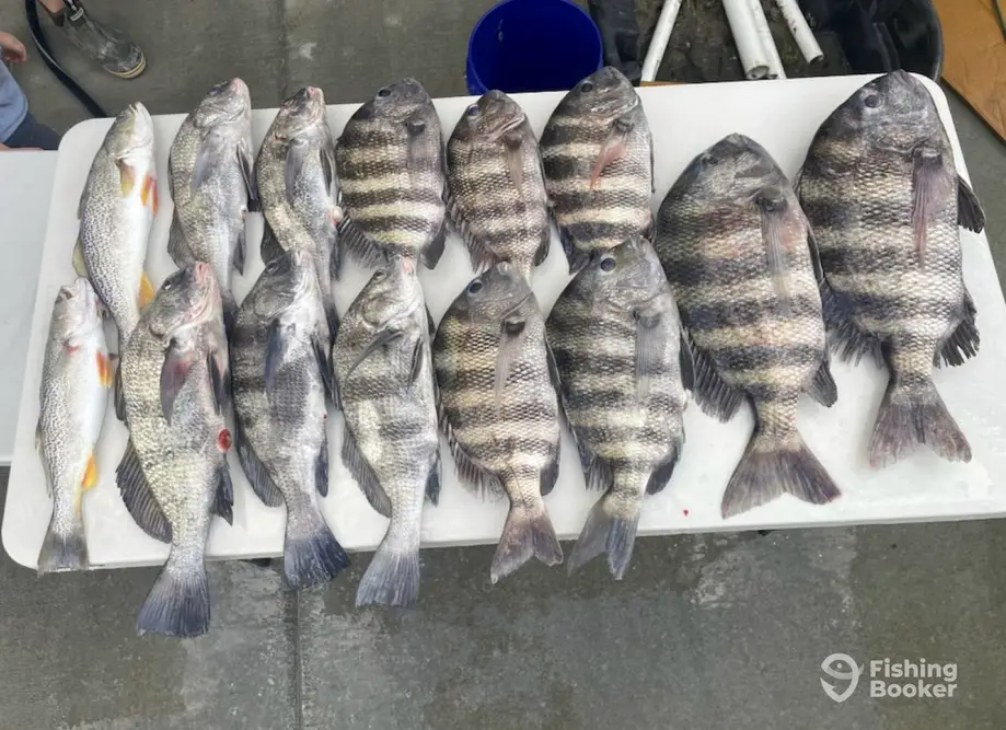 Primetime Fishing Charters charter image 3