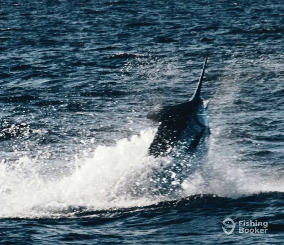 Euphoria Sportfishing charter image 4