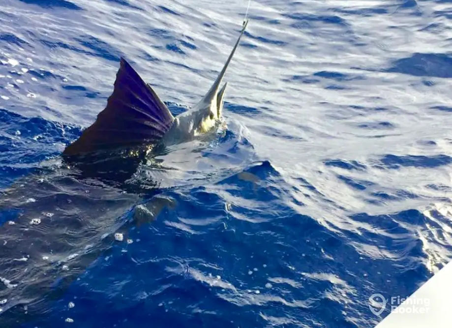 Backin’ Up Sportfishing Adventures charter image 3