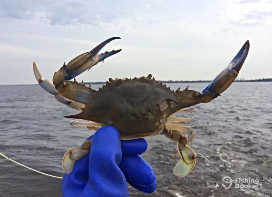 Croatan Charters – Crab & Shrimp charter image 5