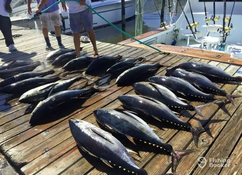 Carly A Sportfishing charter image 4