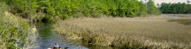Awendaw Creek - Intracoastal Waterway Kayak Tour