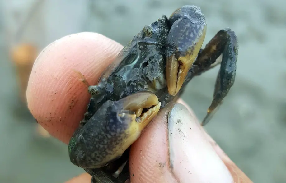 2-Hour Salt Marsh Tour (Murrells Inlet)