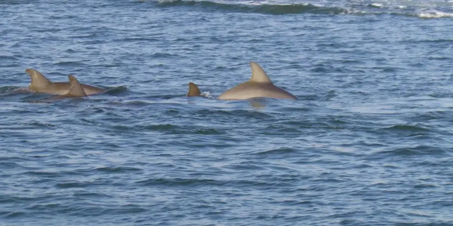 Dolphin Count Sunset Cruise