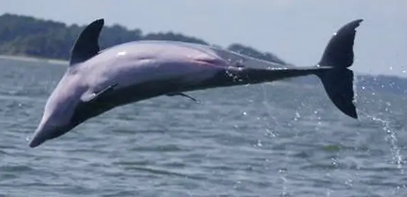 SCM PVT Dolphin Eco 12p