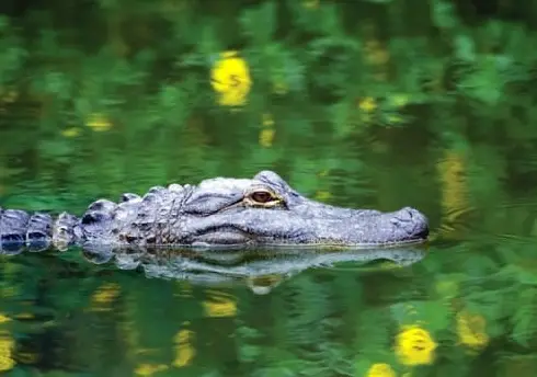 Nature & Wildlife River Boat Tour