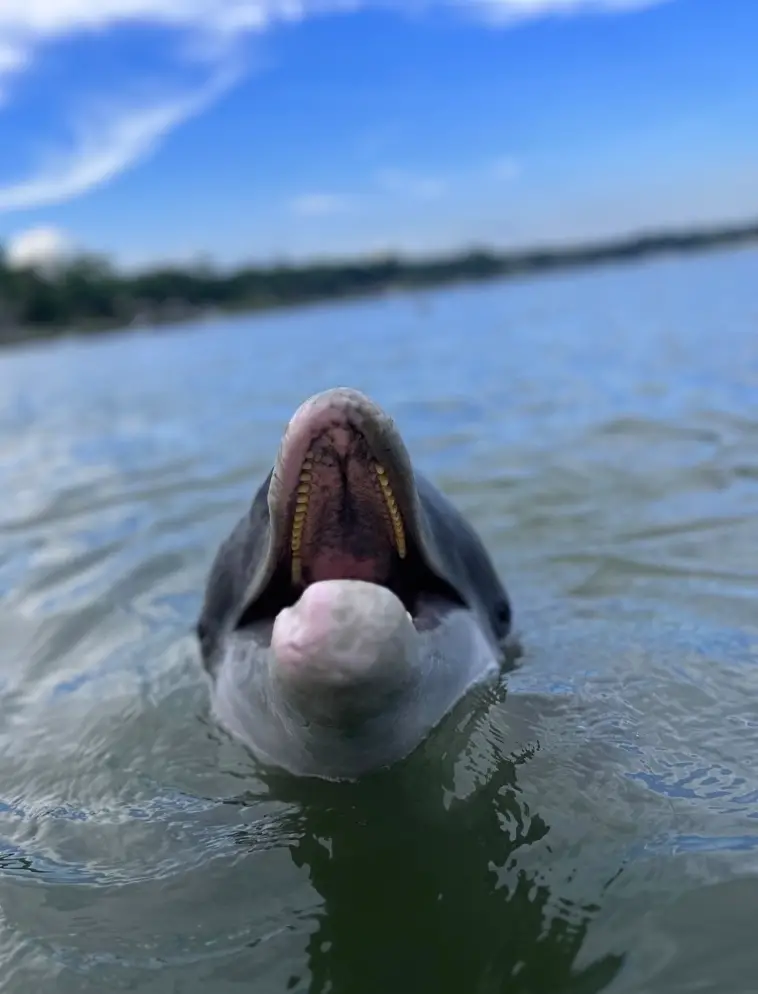 Private / Guaranteed Dolphin Tour