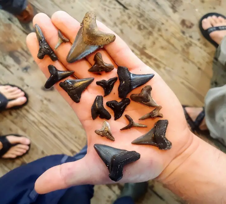 Teeth & Fossil Charter