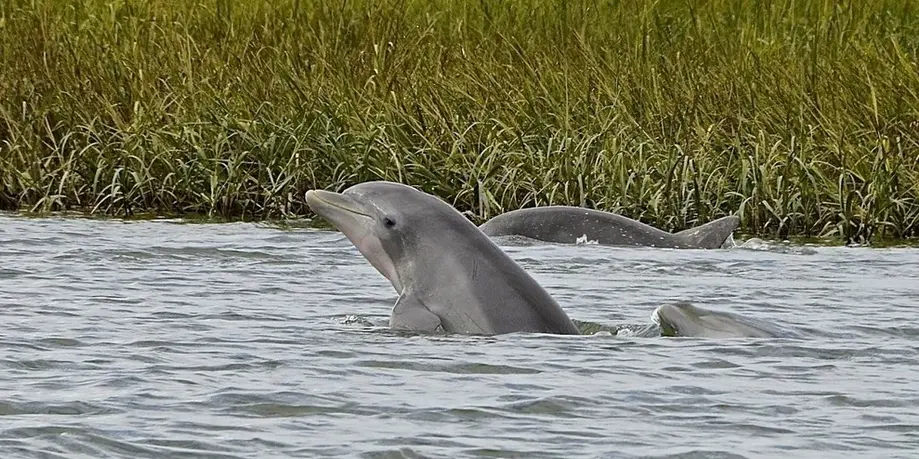 Marriott Vacation Club Dolphin Eco