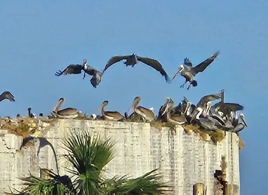 Nature Boating Tours