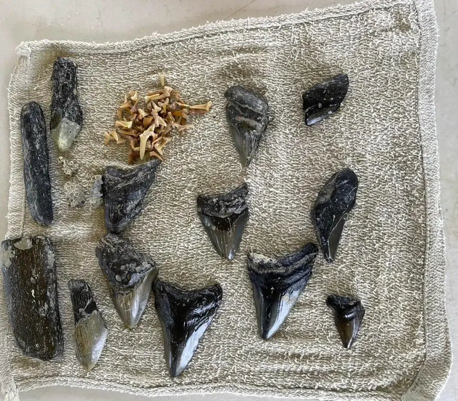 Great White Standard Dig