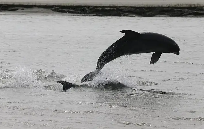 2 Hour Dolphin & Harbor Cruise